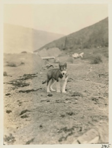 Image of Eskimo [Inuit] pup